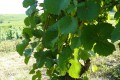 Vins Fins d’Alsace