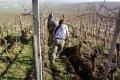 Labour au cheval
