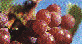 Cépage Géwurztraminer