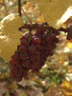Photo de nos raisins