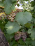 Vins Fins d'ALSACE