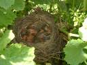 Un nid dans les vignes avec ses oisillons