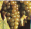 C�page Muscat