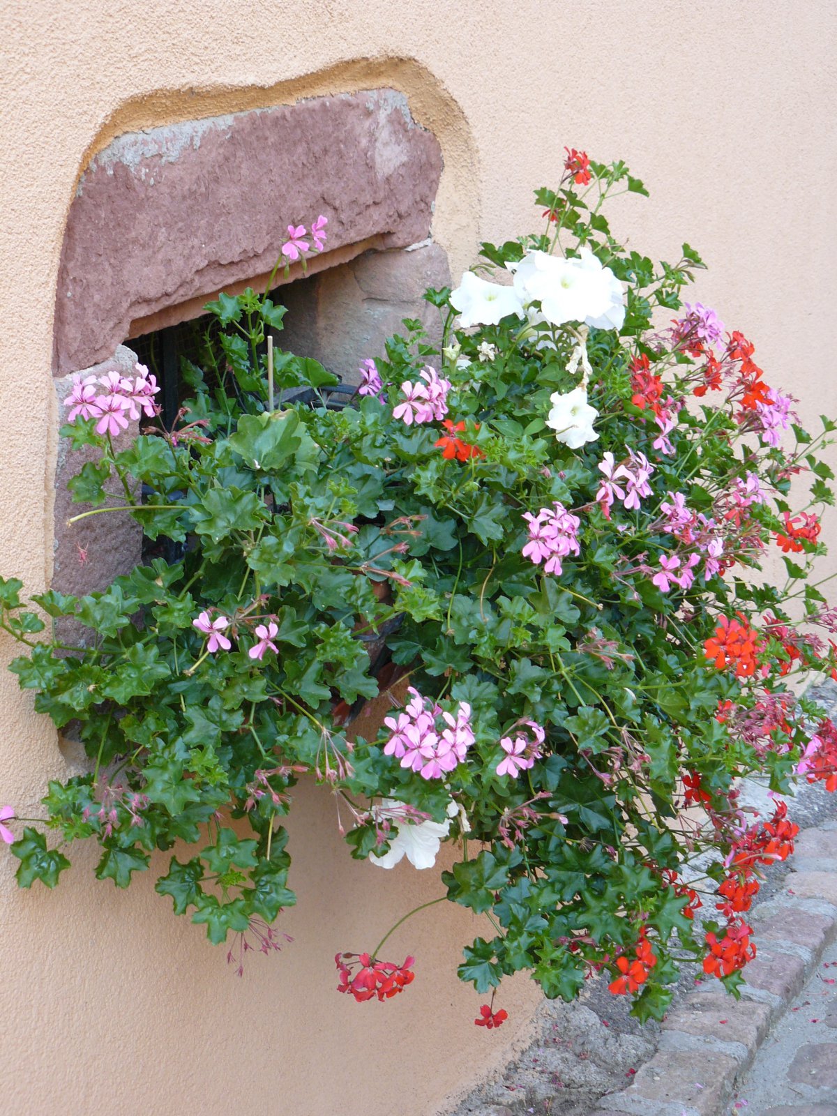 P1060166